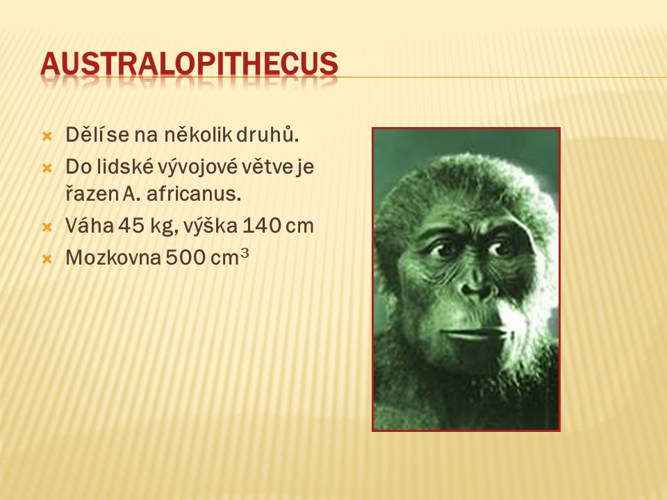 Australopithecus Dělí se na několik druhů.