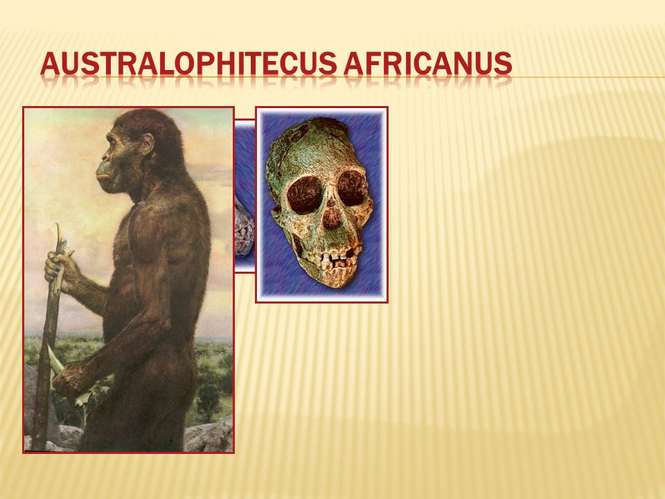 Australophitecus africanus