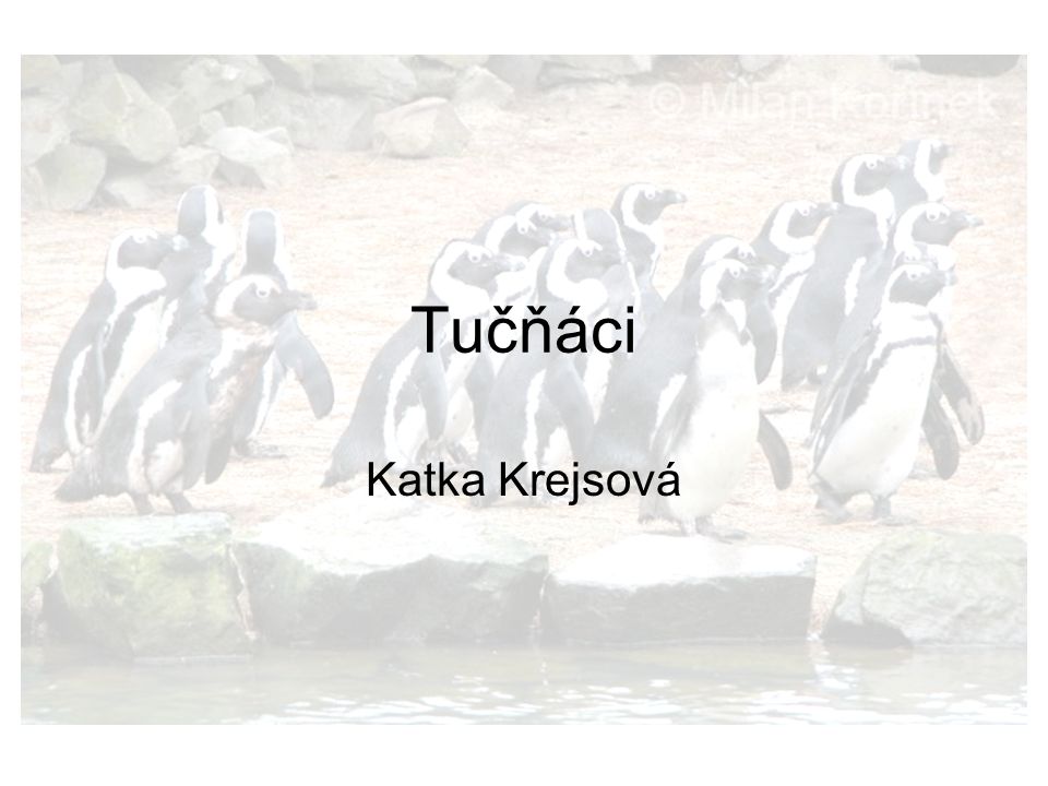 Tučňáci Katka Krejsová