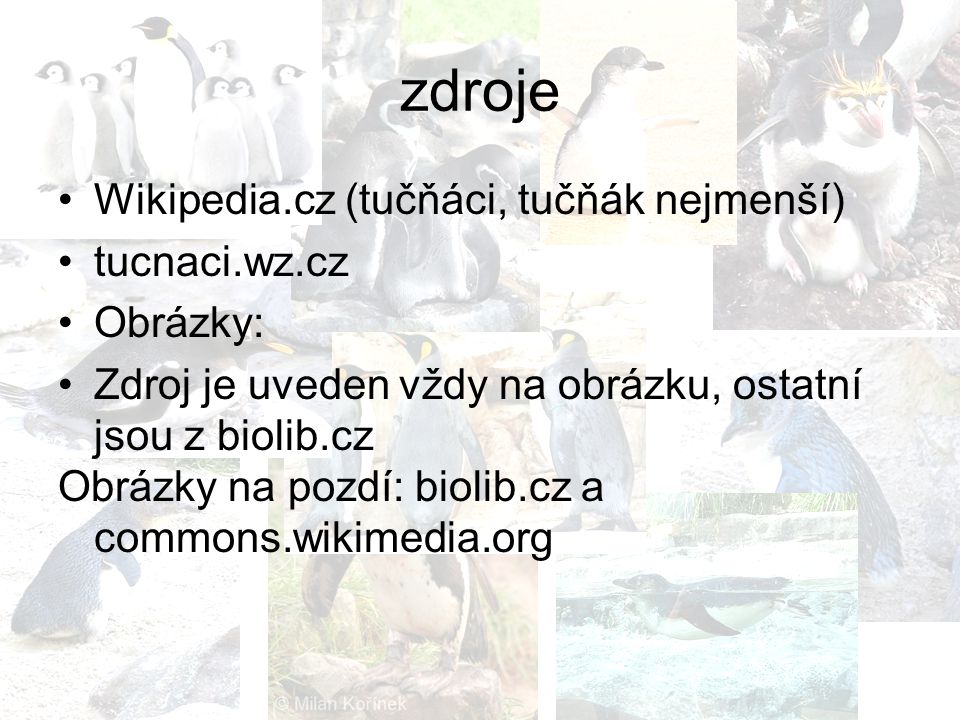 zdroje Wikipedia.cz (tučňáci, tučňák nejmenší) tucnaci.wz.cz Obrázky: