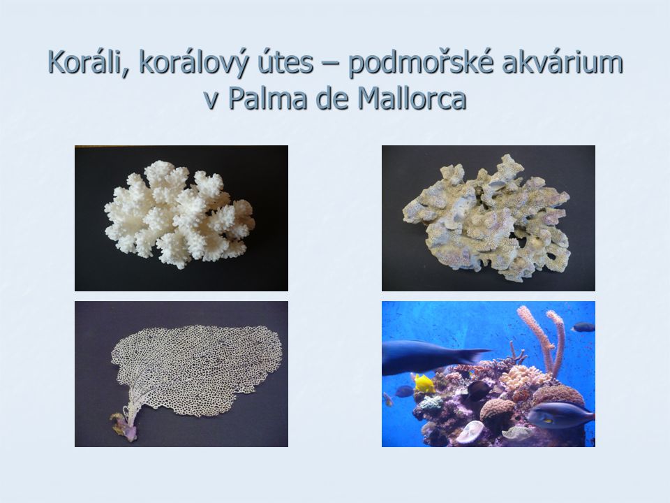 Koráli, korálový útes – podmořské akvárium v Palma de Mallorca