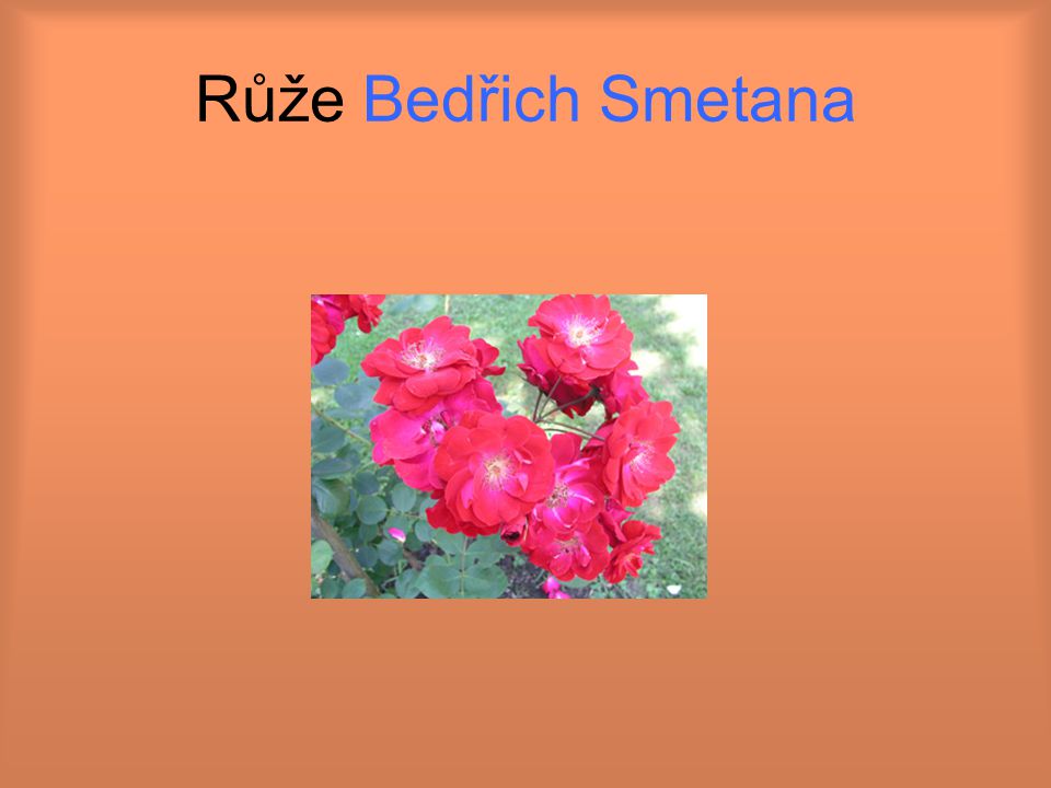 Růže Bedřich Smetana