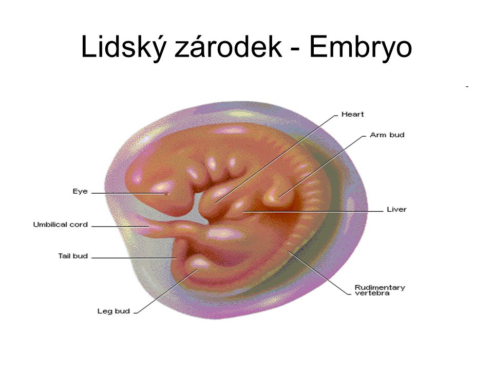 Lidský zárodek - Embryo
