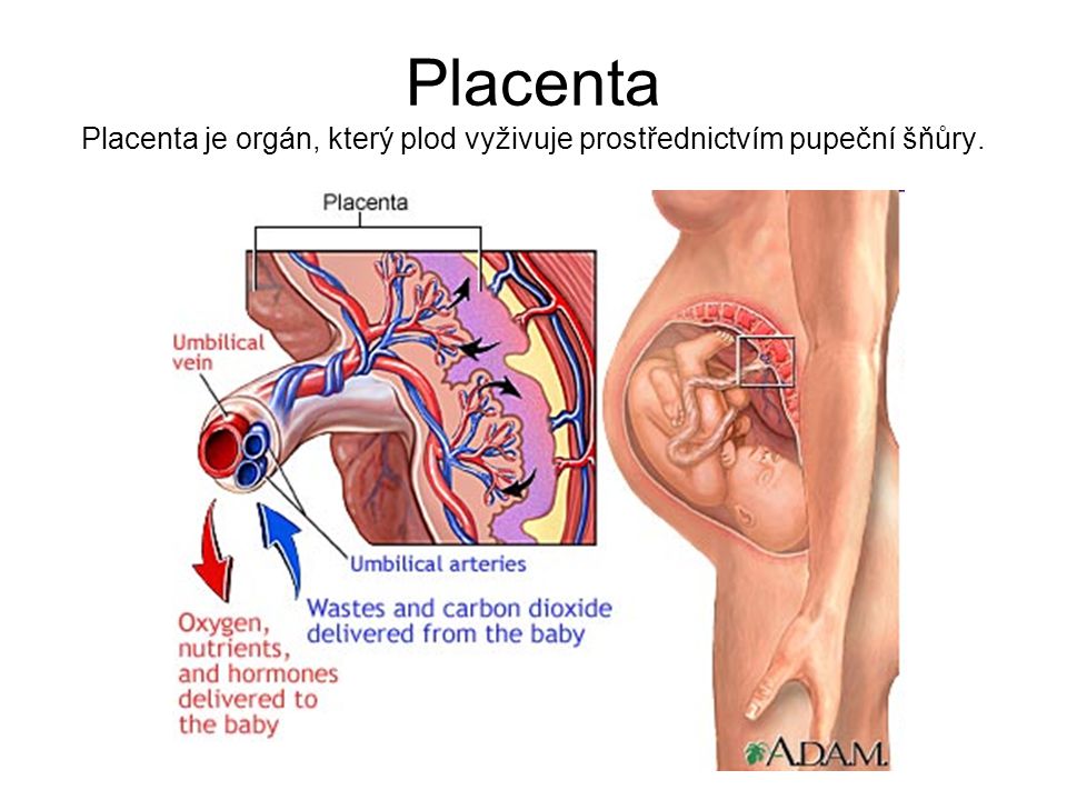 Placenta Placenta je orgán, který plod vyživuje prostřednictvím pupeční šňůry.