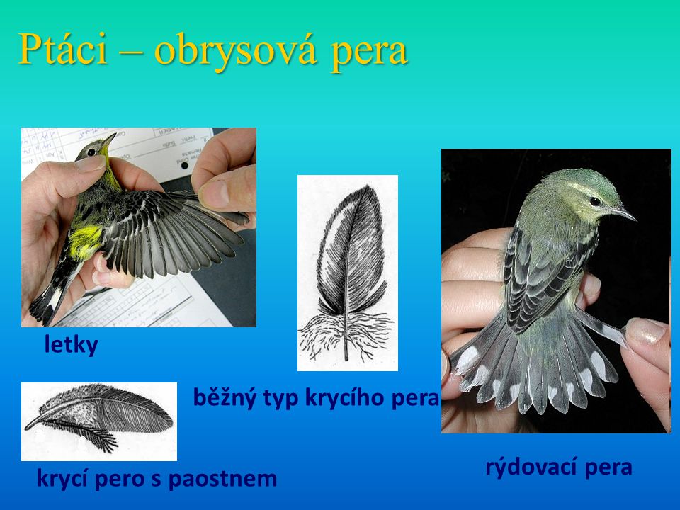 Ptáci – obrysová pera letky běžný typ krycího pera rýdovací pera