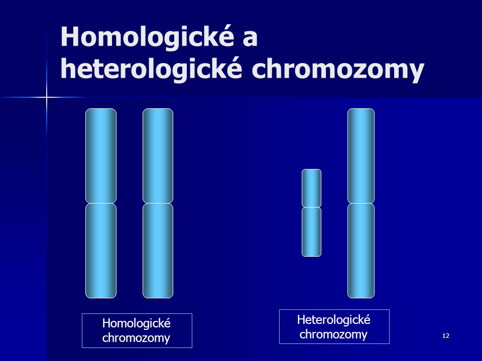 Homologické a heterologické chromozomy