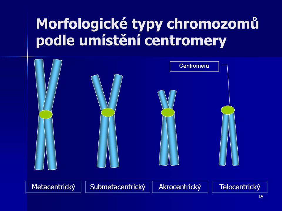 Morfologické typy chromozomů podle umístění centromery