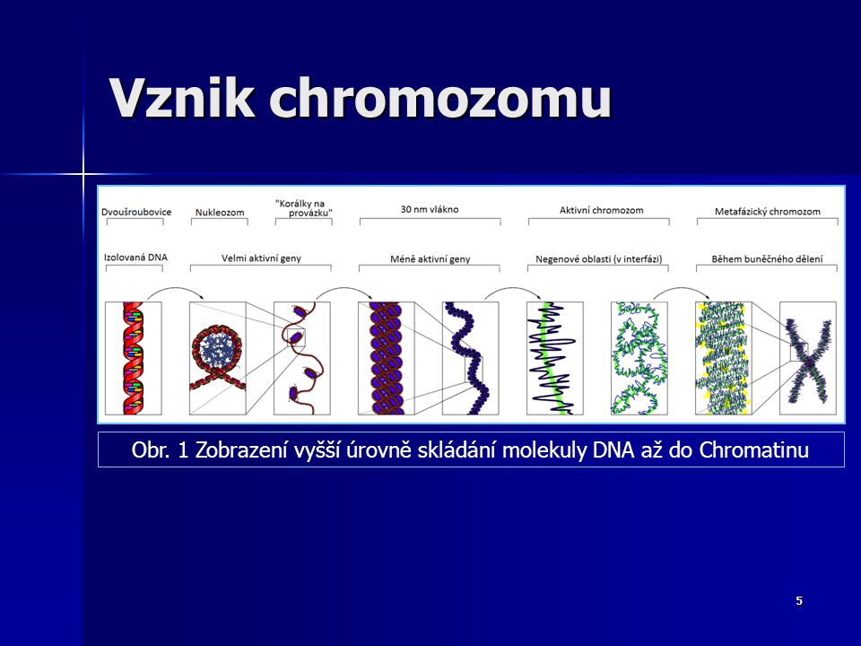 Obr. 1 Zobrazení vyšší úrovně skládání molekuly DNA až do Chromatinu