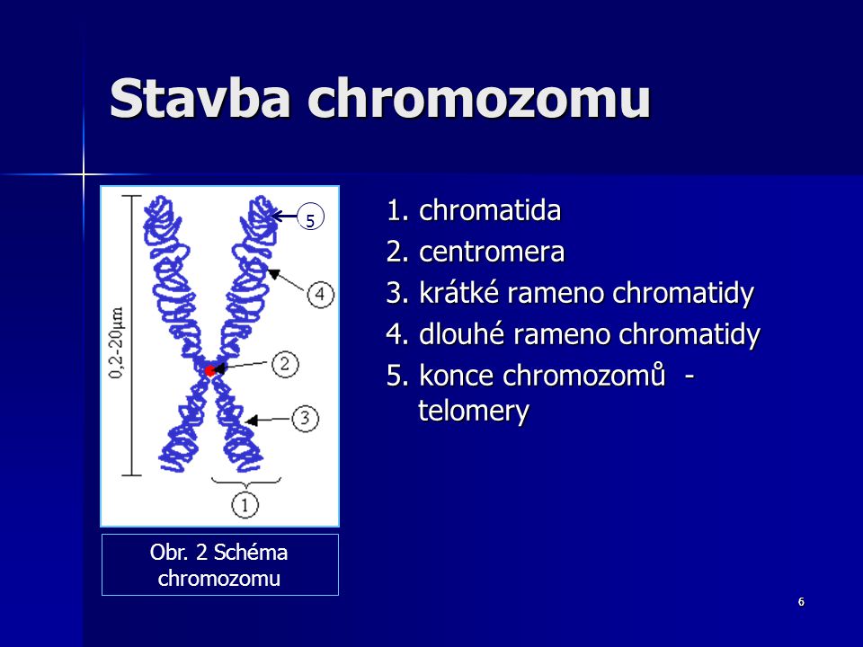Stavba chromozomu 1. chromatida 2. centromera 3. krátké rameno chromatidy 4. dlouhé rameno chromatidy 5. konce chromozomů - telomery