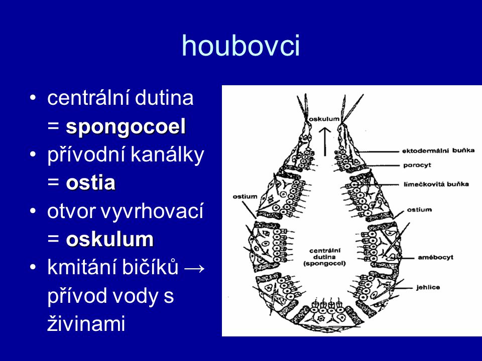 houbovci centrální dutina = spongocoel přívodní kanálky = ostia