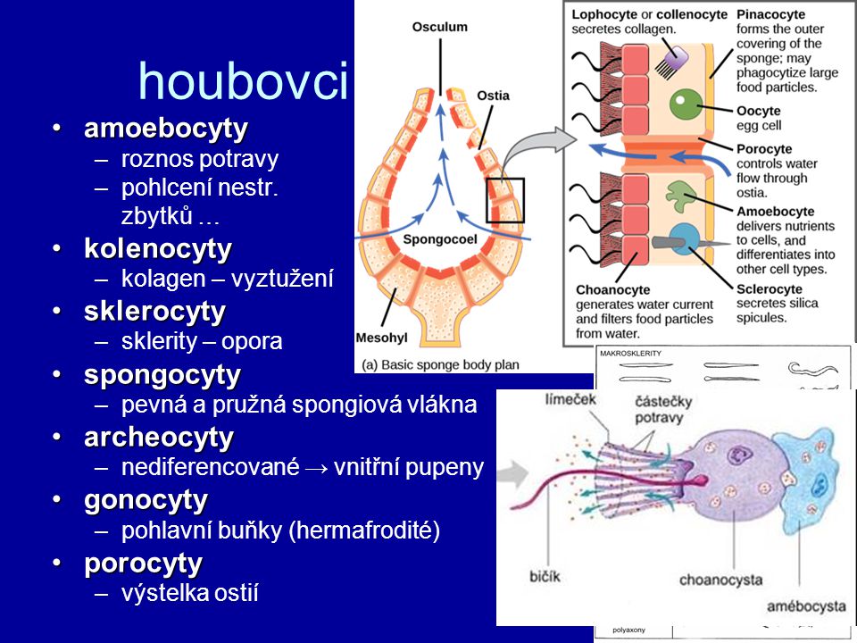 houbovci amoebocyty kolenocyty sklerocyty spongocyty archeocyty