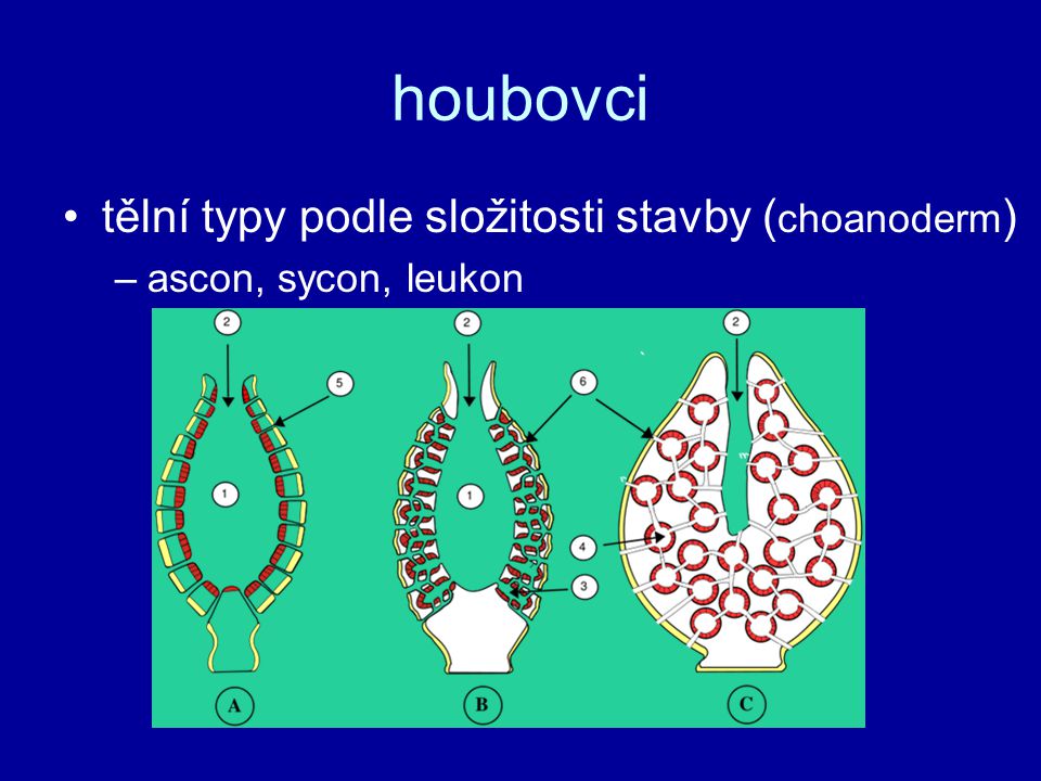houbovci tělní typy podle složitosti stavby (choanoderm)