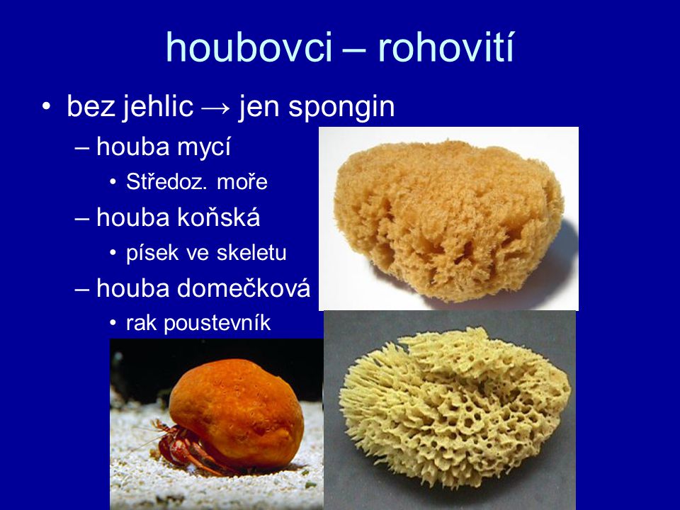houbovci – rohovití bez jehlic → jen spongin houba mycí houba koňská