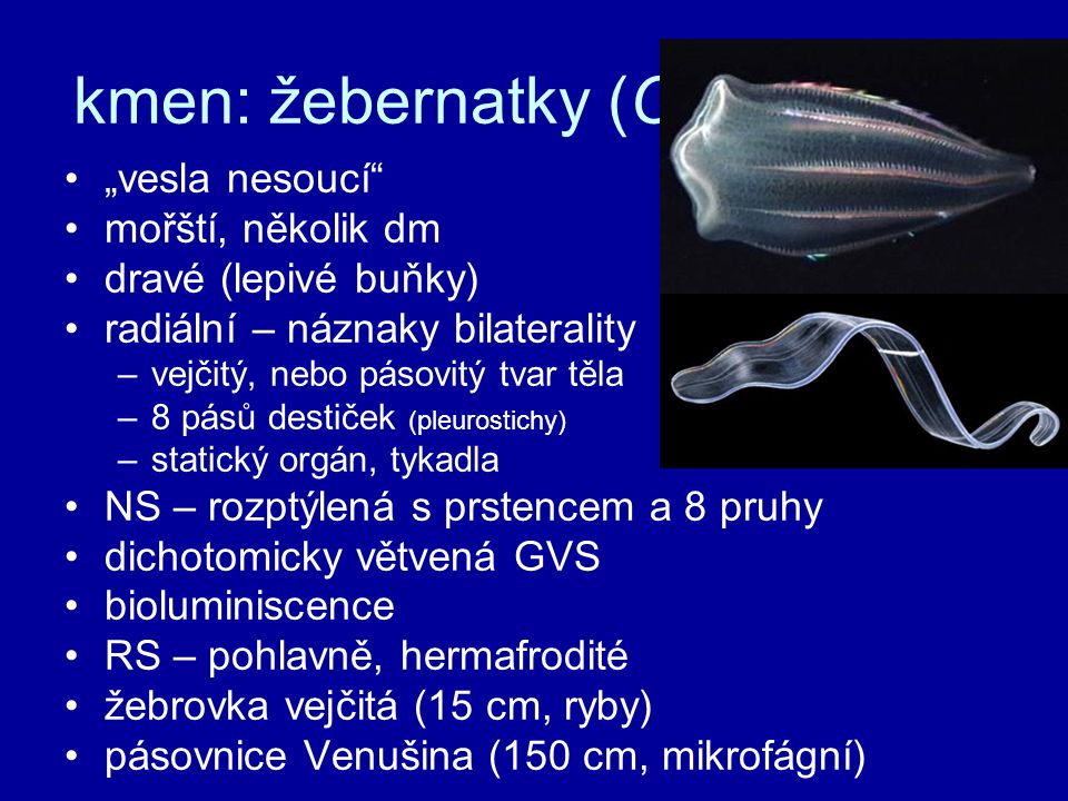 kmen: žebernatky (Ctenophora)