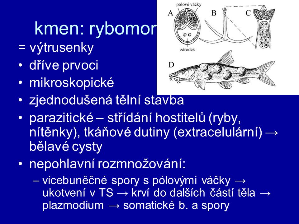 kmen: rybomorky (Myxozoa)