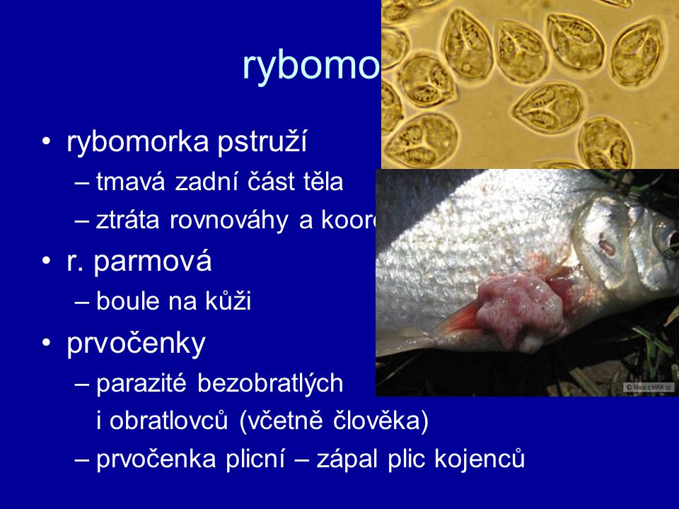 rybomorky rybomorka pstruží r. parmová prvočenky tmavá zadní část těla