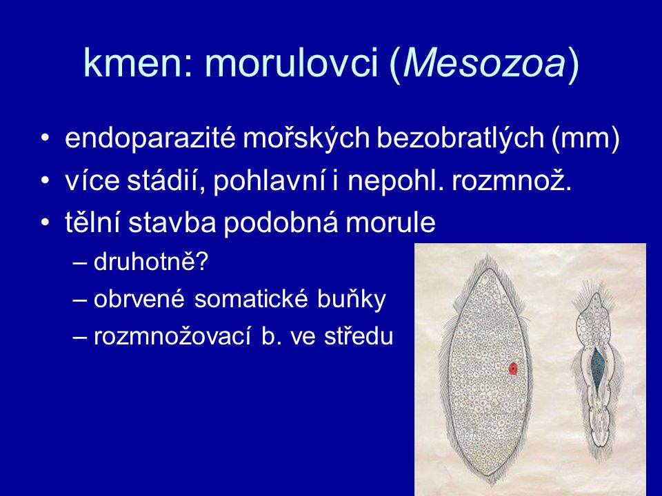 kmen: morulovci (Mesozoa)