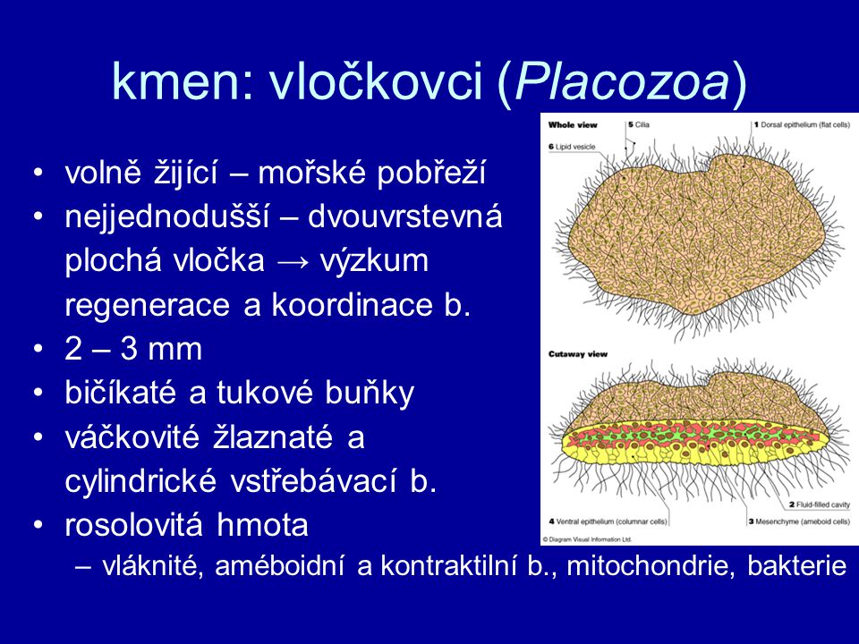 kmen: vločkovci (Placozoa)