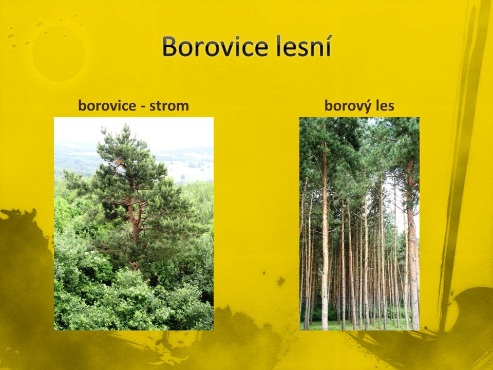 Borovice lesní borovice - strom borový les