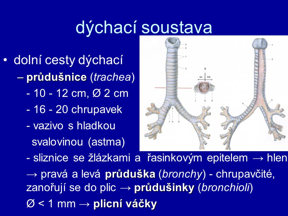 dýchací soustava dolní cesty dýchací průdušnice (trachea)