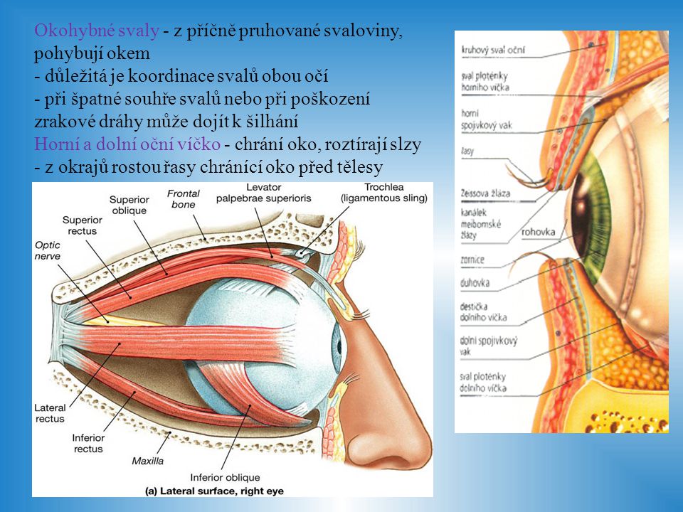 Okohybné svaly - z příčně pruhované svaloviny, pohybují okem