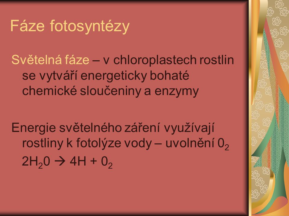 Fáze fotosyntézy Světelná fáze – v chloroplastech rostlin se vytváří energeticky bohaté chemické sloučeniny a enzymy.