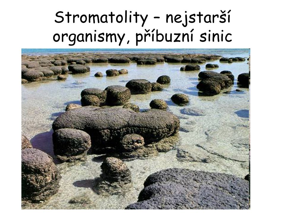 Stromatolity – nejstarší organismy, příbuzní sinic