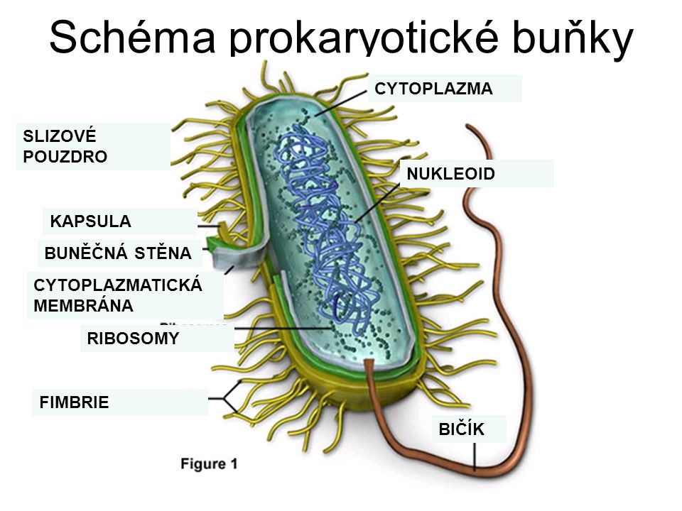 Schéma prokaryotické buňky
