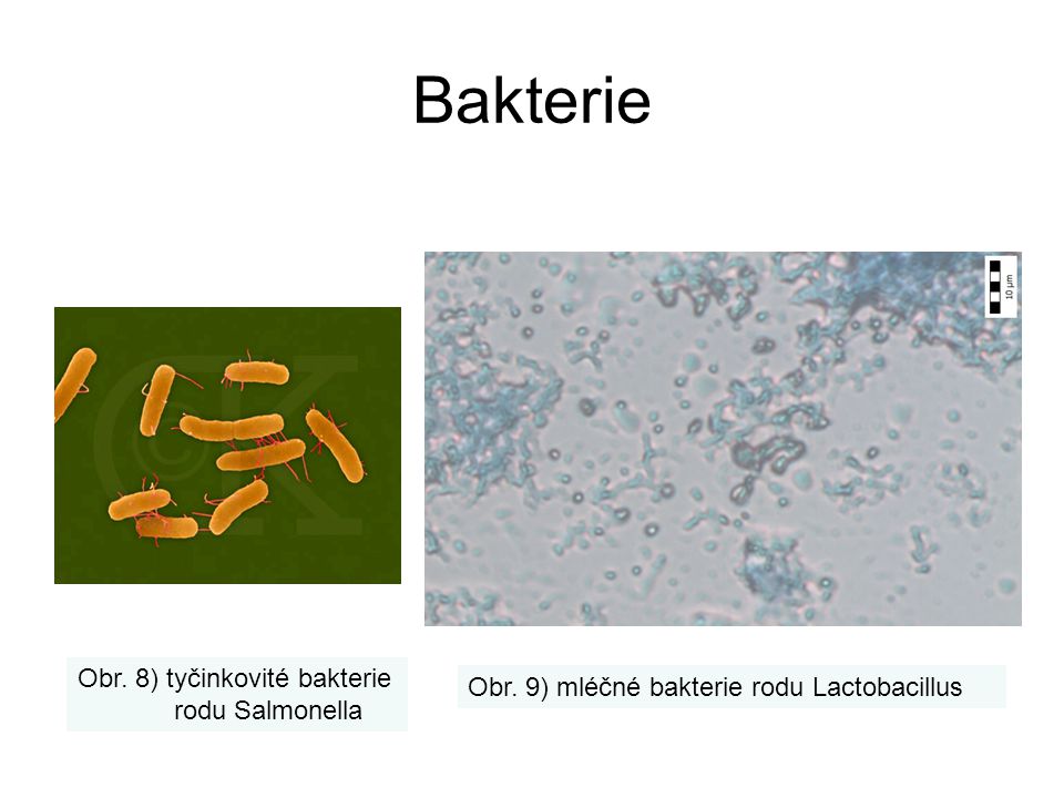 Bakterie Obr. 8) tyčinkovité bakterie rodu Salmonella