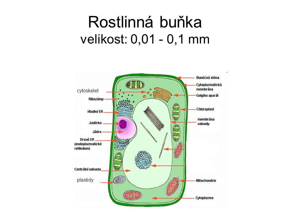 Rostlinná buňka velikost: 0,01 - 0,1 mm
