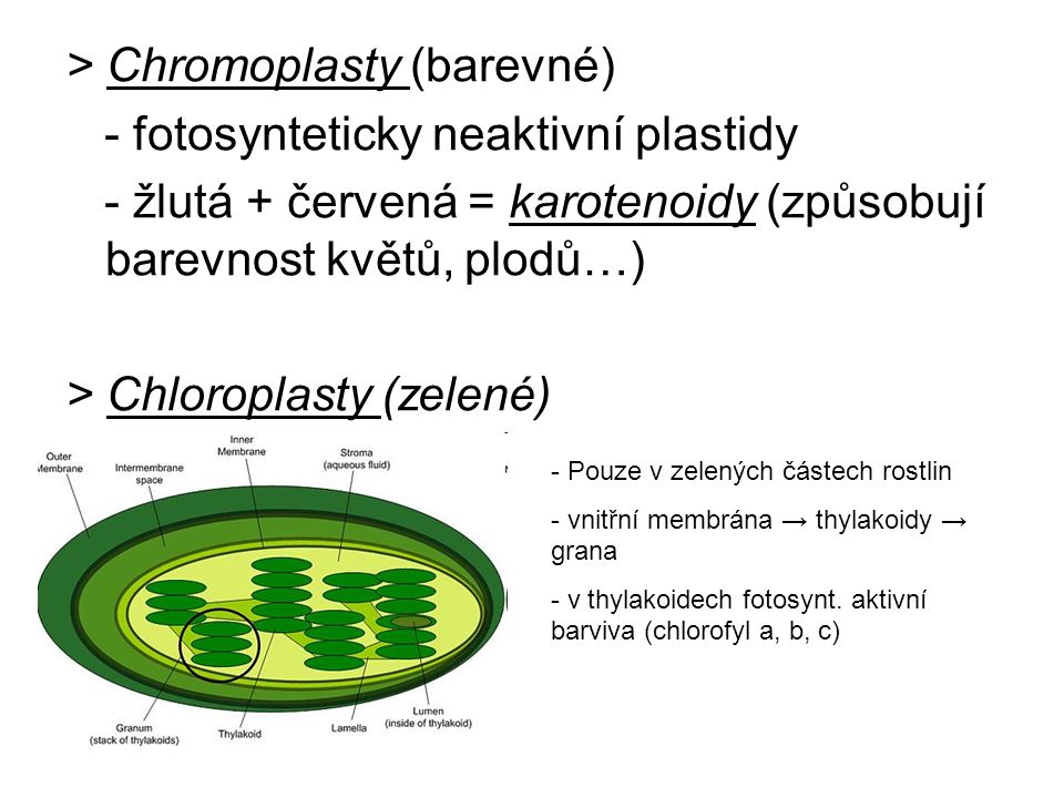 > Chromoplasty (barevné) - fotosynteticky neaktivní plastidy
