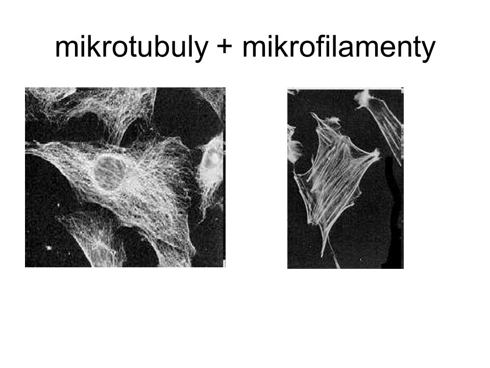 mikrotubuly + mikrofilamenty