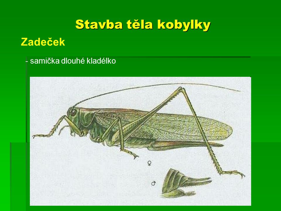 Stavba těla kobylky Zadeček - samička dlouhé kladélko
