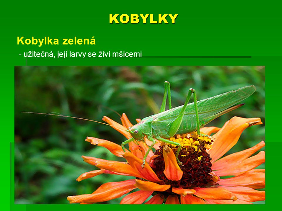 KOBYLKY Kobylka zelená užitečná, její larvy se živí mšicemi