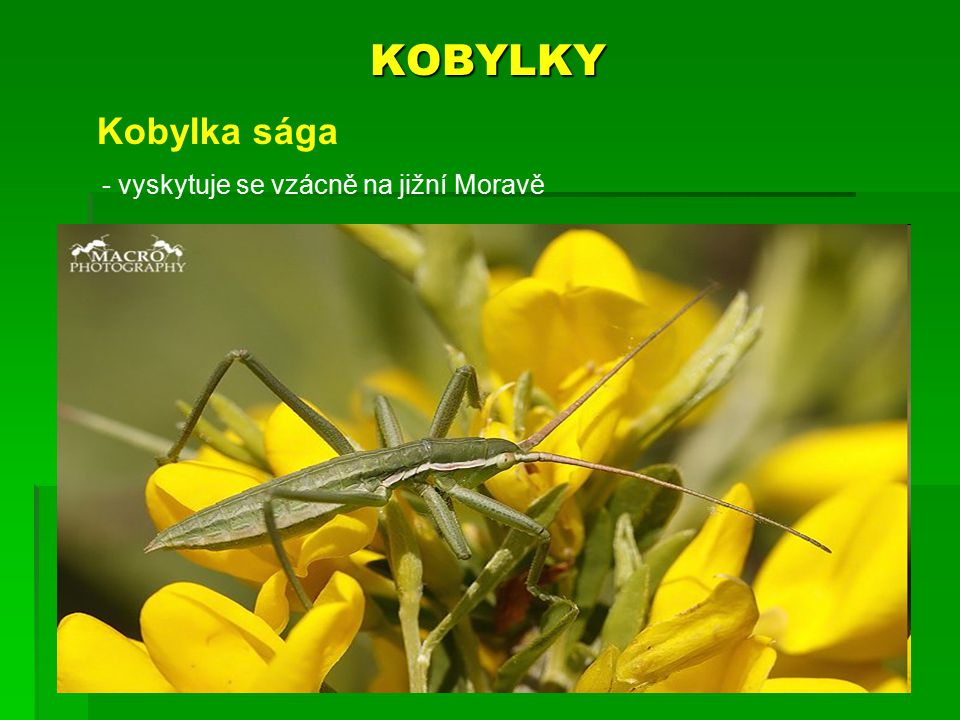 KOBYLKY Kobylka sága - vyskytuje se vzácně na jižní Moravě