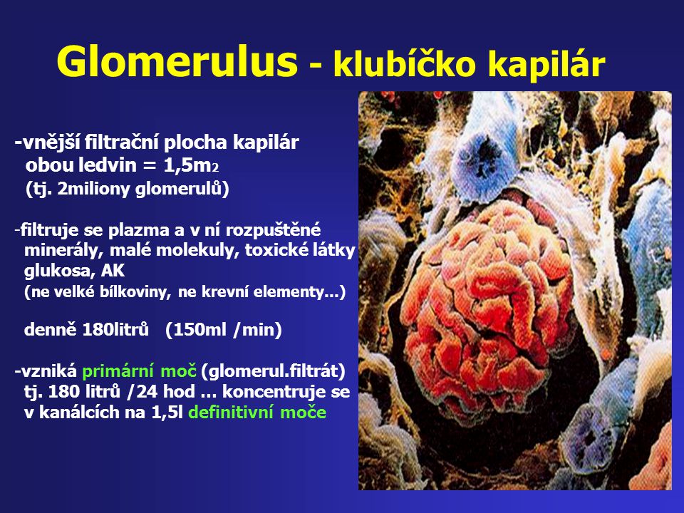 Glomerulus - klubíčko kapilár