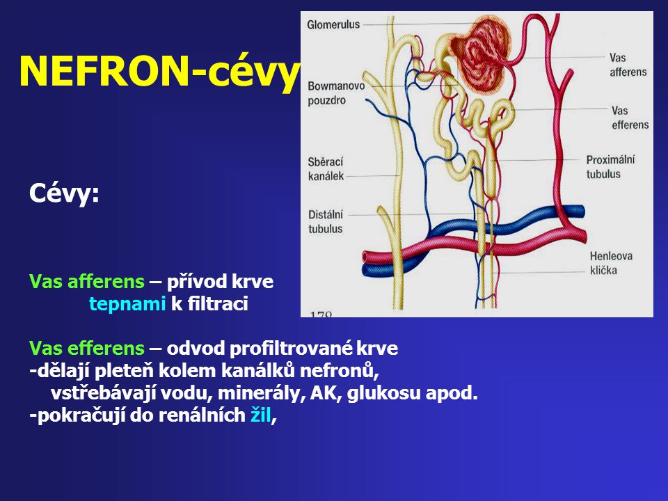 NEFRON-cévy Cévy: Vas afferens – přívod krve tepnami k filtraci