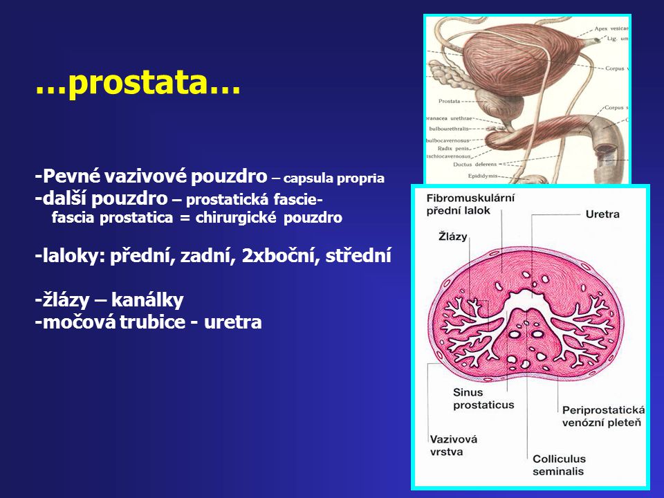 …prostata… -Pevné vazivové pouzdro – capsula propria