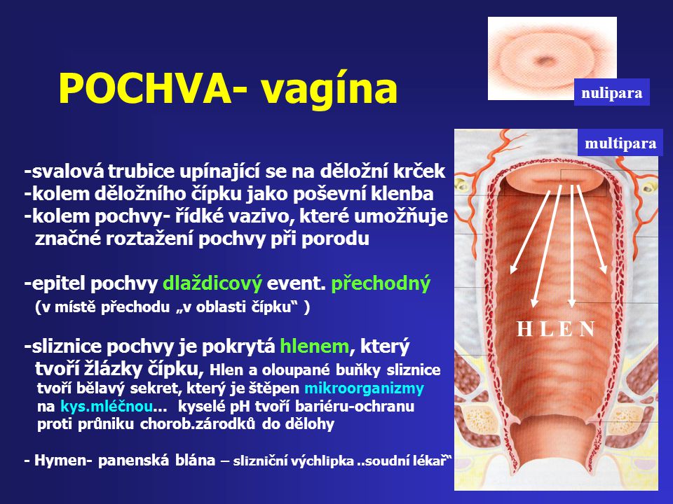 POCHVA- vagína H L E N -svalová trubice upínající se na děložní krček
