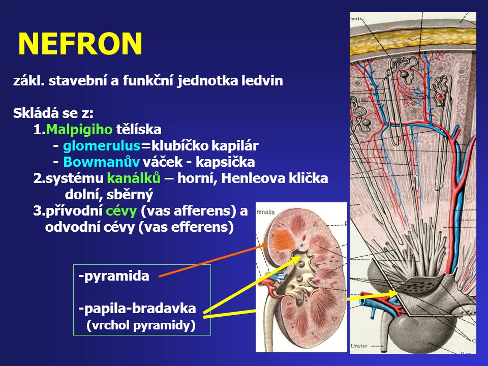 NEFRON zákl. stavební a funkční jednotka ledvin Skládá se z: