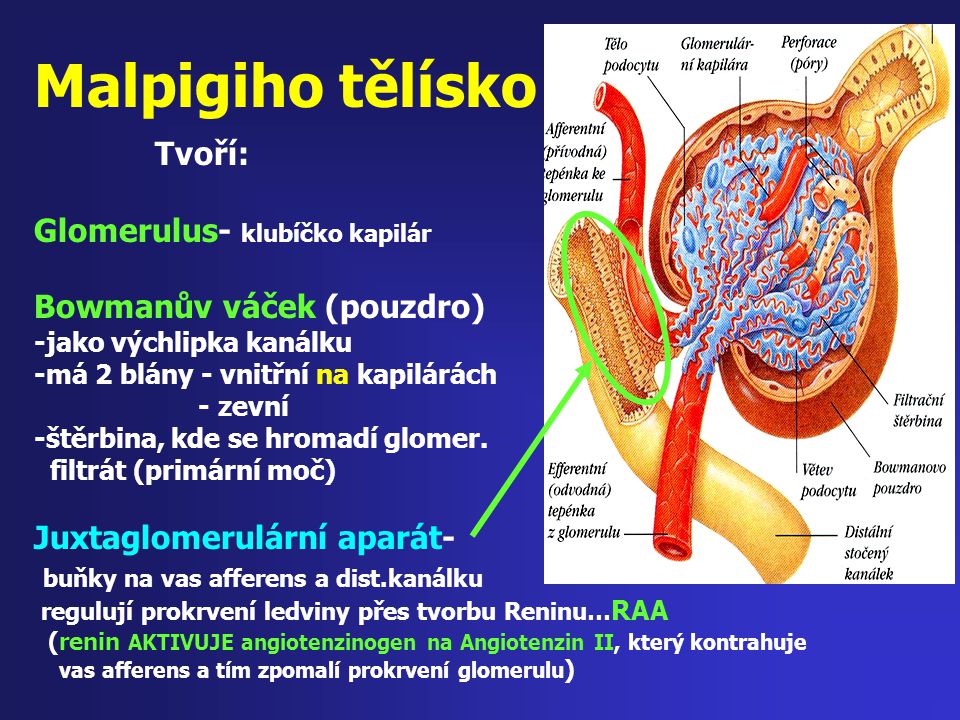 Malpigiho tělísko Tvoří: Glomerulus- klubíčko kapilár