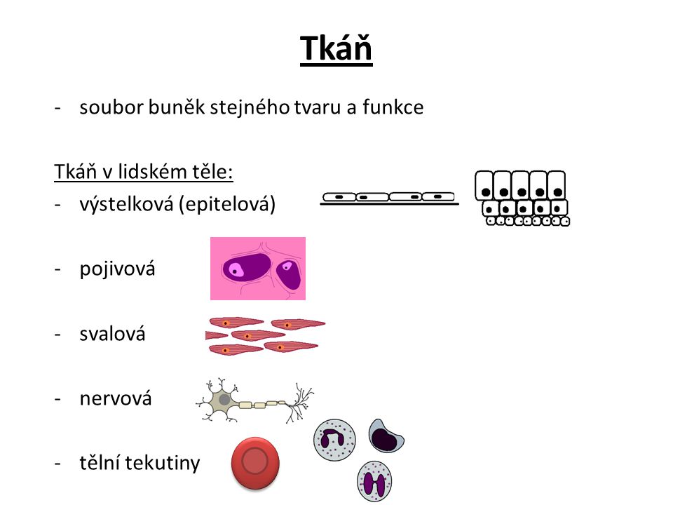 Tkáň soubor buněk stejného tvaru a funkce Tkáň v lidském těle: