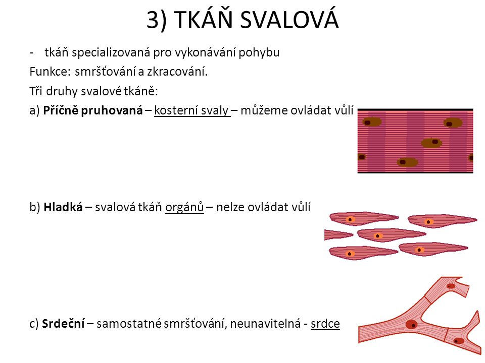 3) TKÁŇ SVALOVÁ tkáň specializovaná pro vykonávání pohybu