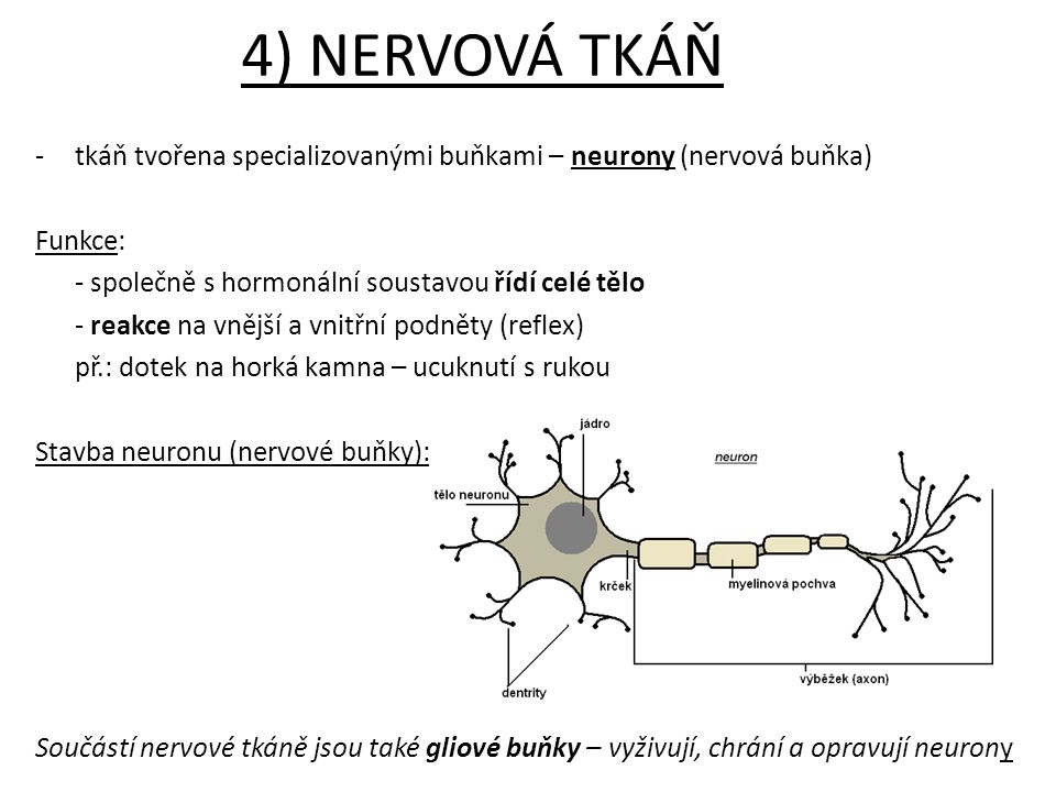 4) NERVOVÁ TKÁŇ tkáň tvořena specializovanými buňkami – neurony (nervová buňka) Funkce: - společně s hormonální soustavou řídí celé tělo.