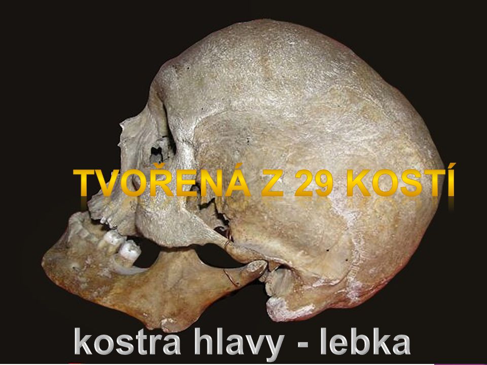 tvořená z 29 kostí kostra hlavy - lebka