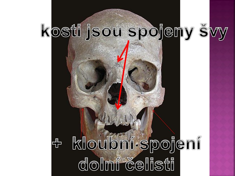 kosti jsou spojeny švy + kloubní spojení dolní čelisti