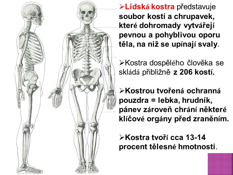 Lidská kostra představuje soubor kostí a chrupavek, které dohromady vytvářejí pevnou a pohyblivou oporu těla, na niž se upínají svaly.