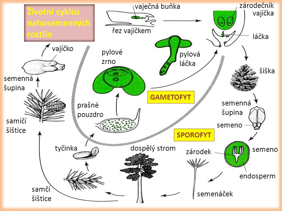 Životní cyklus nahosemenných rostlin vaječná buňka zárodečník vajíčka