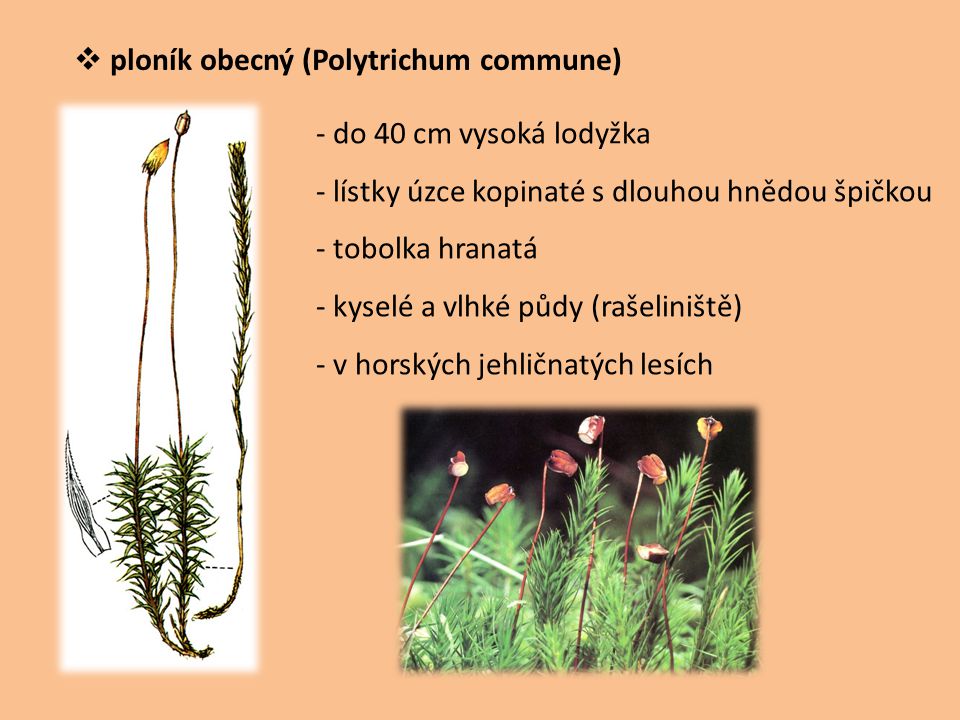 ploník obecný (Polytrichum commune)