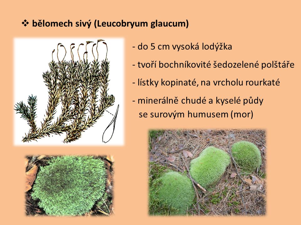 bělomech sivý (Leucobryum glaucum)